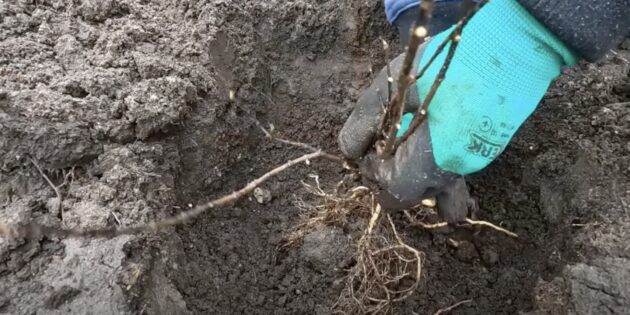 Как посадить гортензию: поместите саженец в лунку