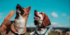 Учёные назвали породы собак, которые могут считаться лучшими друзьями людей