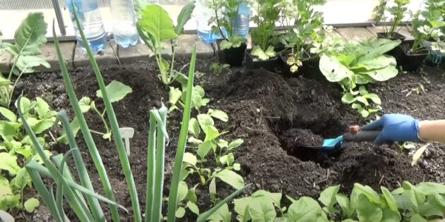Как сажать дыню рассадой в открытый грунт: сделайте лунки