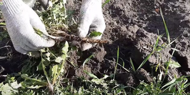 Когда и как собирать корень одуванчика: вытаскивайте корень вместе с комом земли
