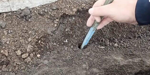 Как посадить фасоль: сделайте лунки