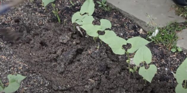 Как вырастить фасоль: окучивайте посадки