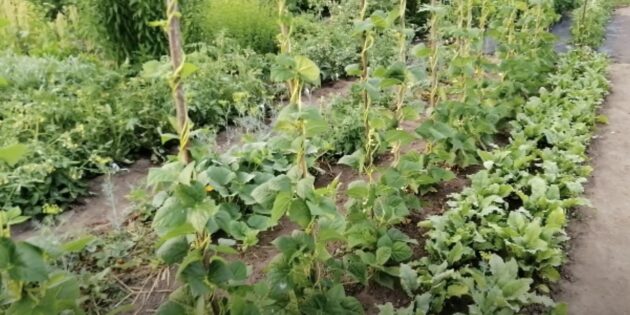 Как вырастить фасоль: подвязывайте растение