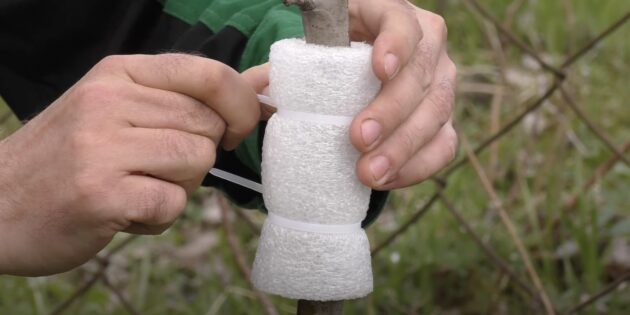 Ловчий пояс для деревьев своими руками: закрепите материал стяжками