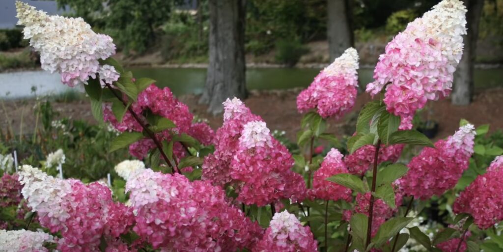 Как выбрать гортензию для посадки: метельчатая гортензия с розовыми цветами