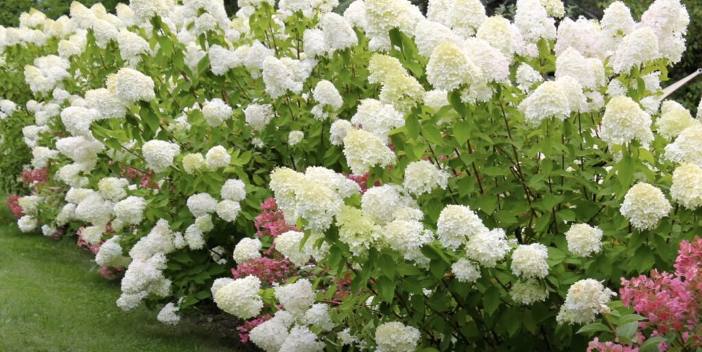 Разновидности гортензии: метельчатая гортензия с белыми цветами