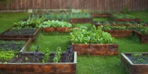 Сад и огород: полезные советы