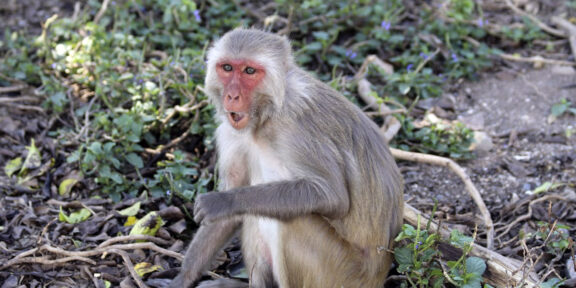 Учёные выяснили эволюционную роль и преимущества мастурбации у приматов