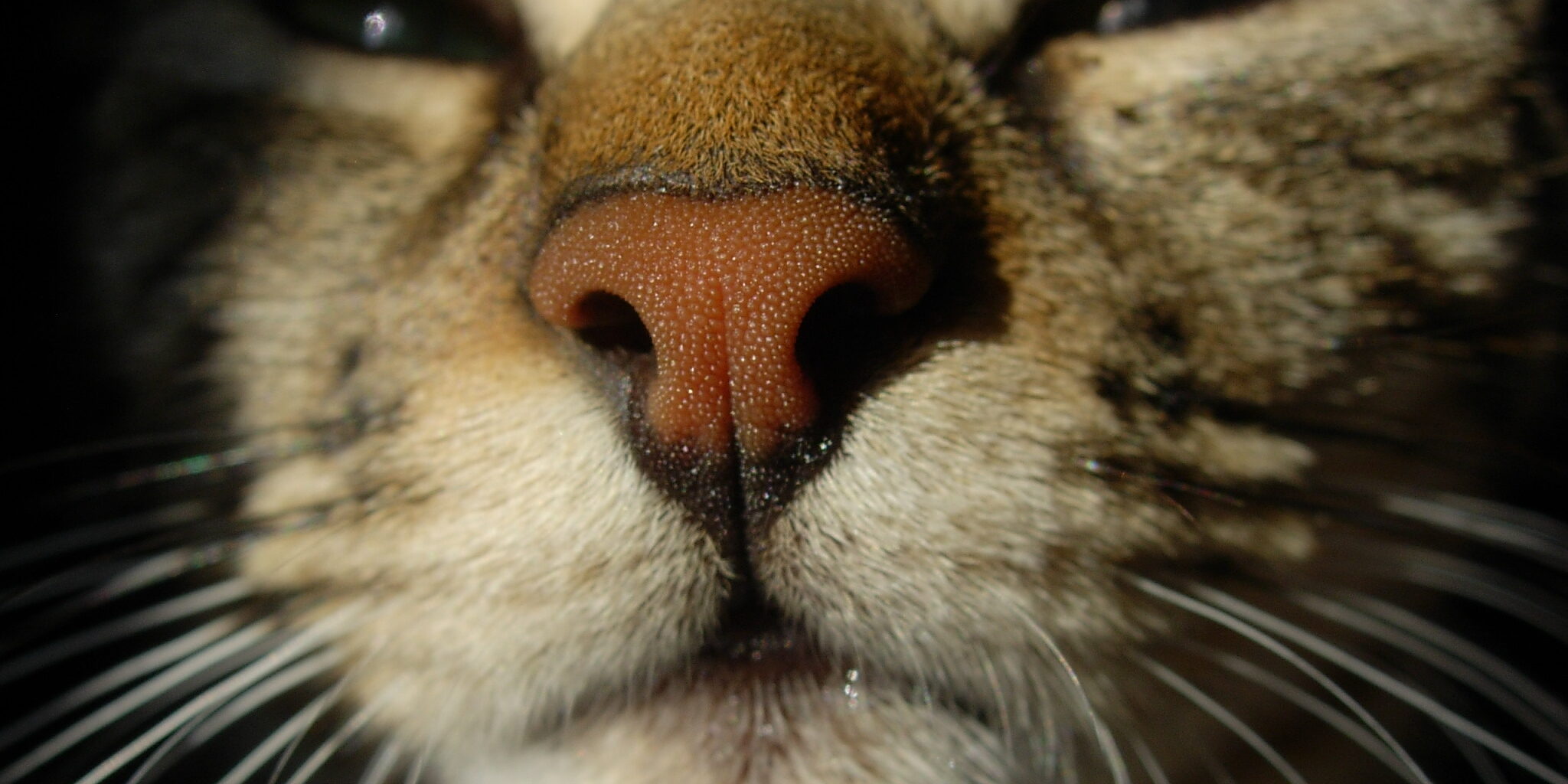 Кошка ест нос. Нос кота. Кошачий носик.