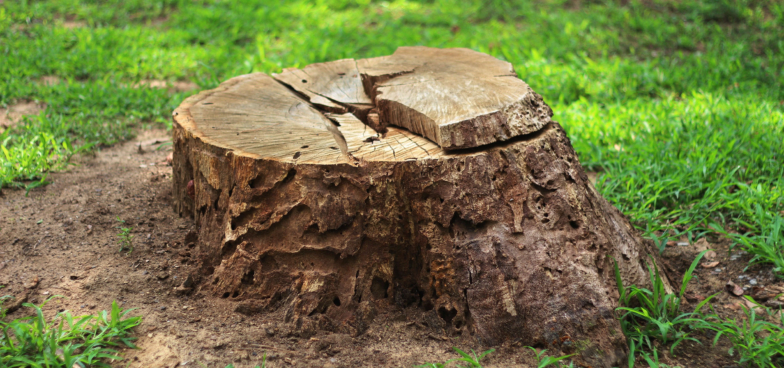 Как избавиться от пня без корчевания — Лайфхакер