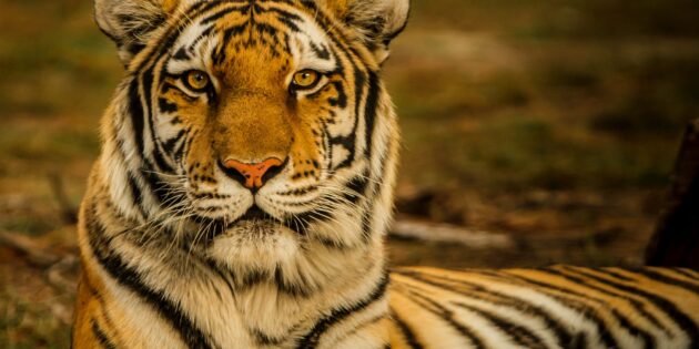 Самые опасные животные: тигр