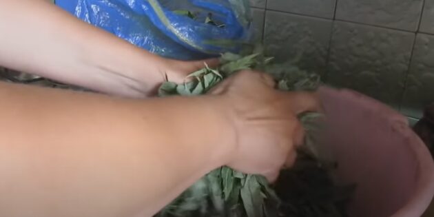 Как ферментировать и сушить иван-чай: разомните листья