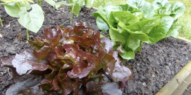 Что можно посадить в июле в огороде: салат