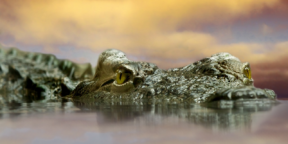 Крокодилы оказались способными на «непорочное зачатие»