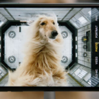 Apple превратила iPhone в камеру для слежения за домашними животными