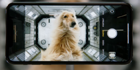 Apple превратила iPhone в камеру для слежения за домашними животными
