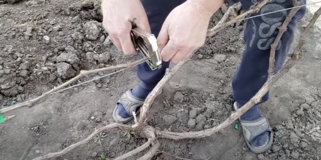 Как подвязать виноград правильно: закрепите ветку на нижнем тросе