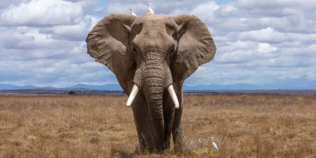 Самые опасные животные: слон