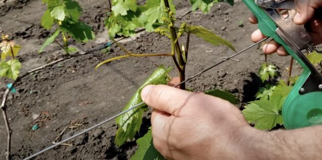 Как подвязать виноград: закрепите побеги вертикально