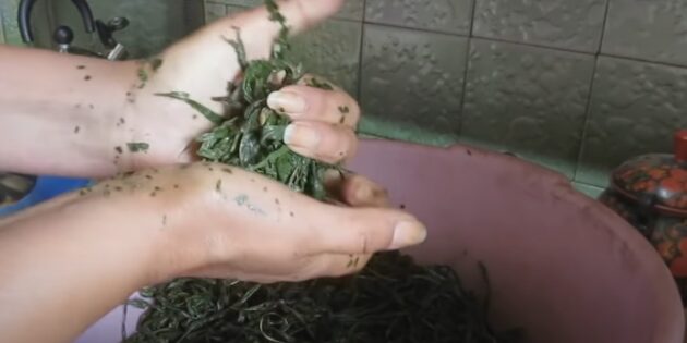 Как ферментировать иван-чай: скрутите листья в шары