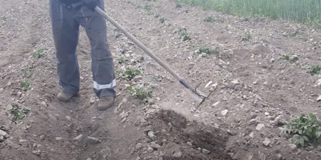 Как окучивать картофель: сгребайте землю из междурядий