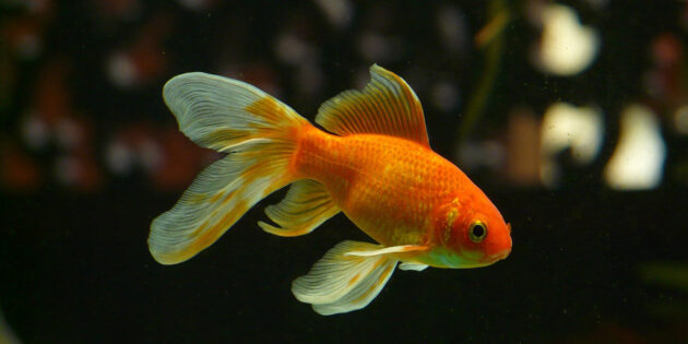 Аквариум для начинающих: золотая рыбка