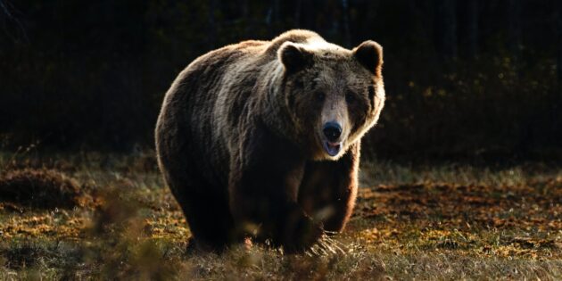 Самые опасные животные: медведь