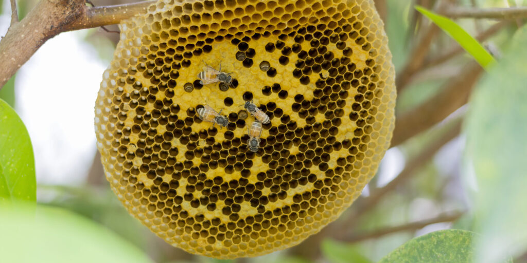 Как избавиться от пчёл в доме и на участке
