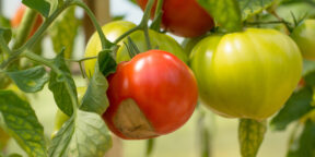 Статья: Вершинная гниль на помидорах - причины появления и эффективные методы борьбы