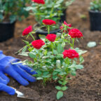 Как привить розу и наслаждаться красивым цветением и приятным ароматом