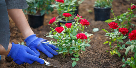 Как привить розу и наслаждаться красивым цветением и приятным ароматом