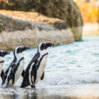 Progulki s pingvinami i degustaciya vina: chto posmotret&#039; i kuda skhodit&#039; v Kejptaune