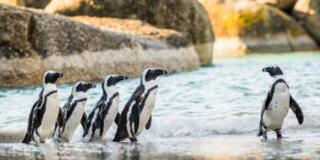 Progulki s pingvinami i degustaciya vina: chto posmotret&#039; i kuda skhodit&#039; v Kejptaune