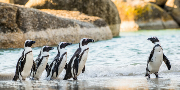 Прогулки с пингвинами и дегустация вина: что посмотреть и куда сходить в Кейптауне