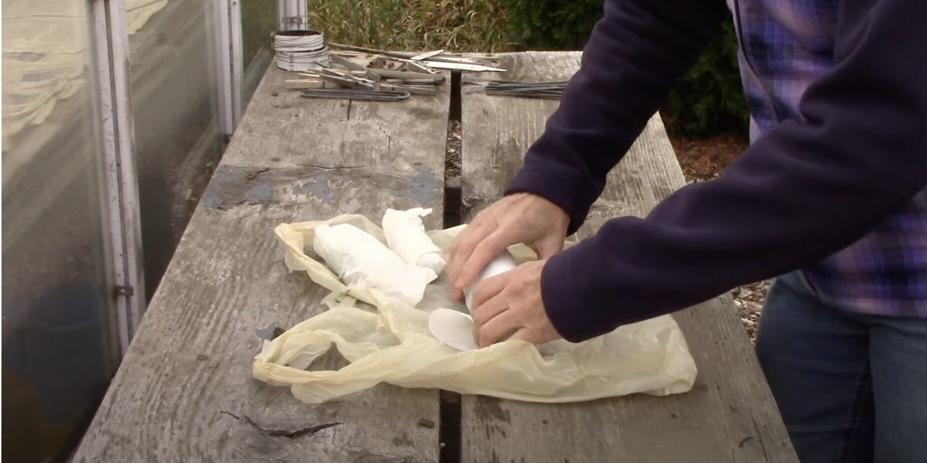 Желтеет озимый чеснок: что делать?