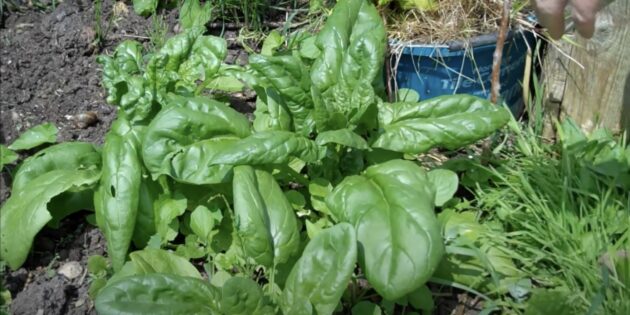 Что можно посадить в августе в огороде: шпинат