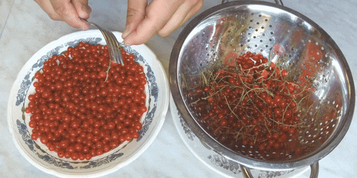 Как заморозить красную, чёрную смородину: снимите ягоды с веточек