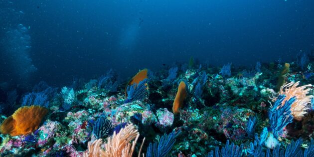 Остаются в океане, потому что не очень востребованы у подводных микроорганизмов