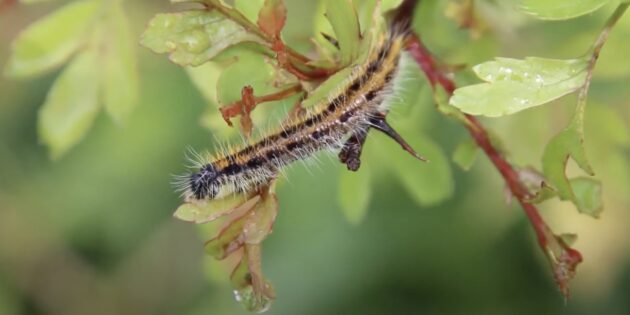 Боярышница — гусеница, которая атакует плодовые деревья и кустарники