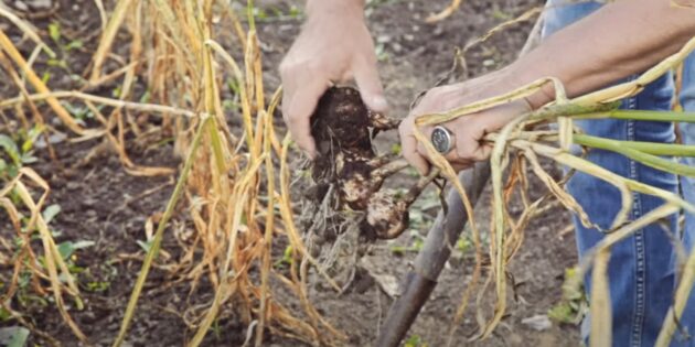 Когда и как выкапывать чеснок: руками уберите землю