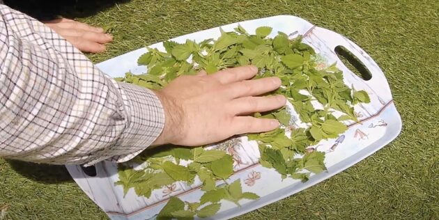 Как сушить мелиссу правильно: разложите зелень на подносе