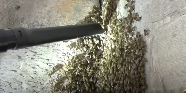 Как избавиться от пчёл в доме: соберите пчёл пылесосом