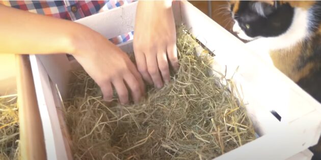 Как хранить арбуз: заполните ящик сеном