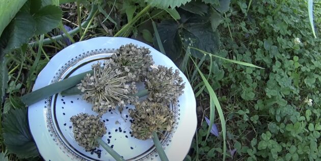 Как собрать семена лука: уберите соцветия под навес