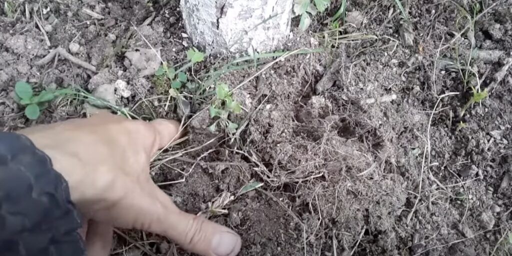 Как избавиться от землероек: найдите взрыхлённый грунт вокруг дерева