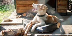 Самодельный квартирный вольер для собаки: из чего и как сделать