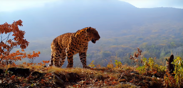 Национальные парки России: «Земля леопарда»