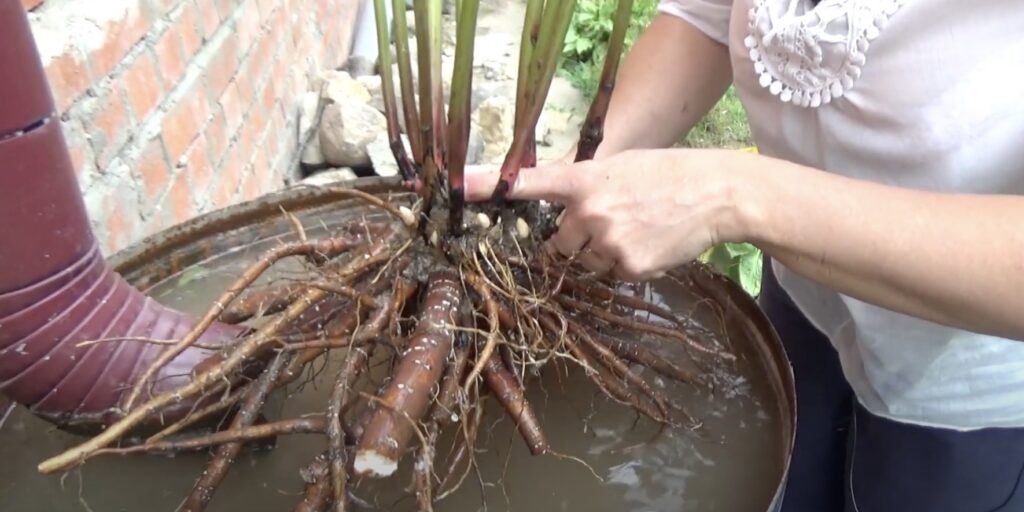 Как пересадить пионы: Поместите корневище в ёмкость с водой и оставьте на час, чтобы освободить пион от почвы и грязи
