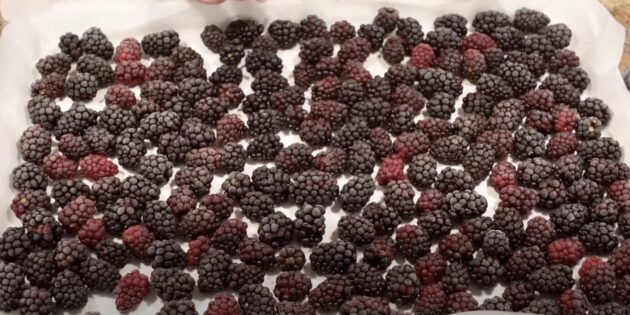 Как заморозить ежевику на зиму: Отправьте ягоду в морозилку примерно на 2 часа