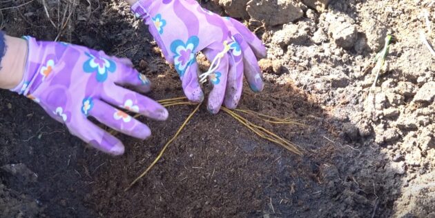 Как посадить клематис: саженец с открытыми корнями расположите на холмике и расправьте его корни по сторонам